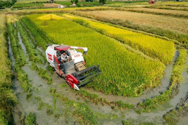 收割水稻2